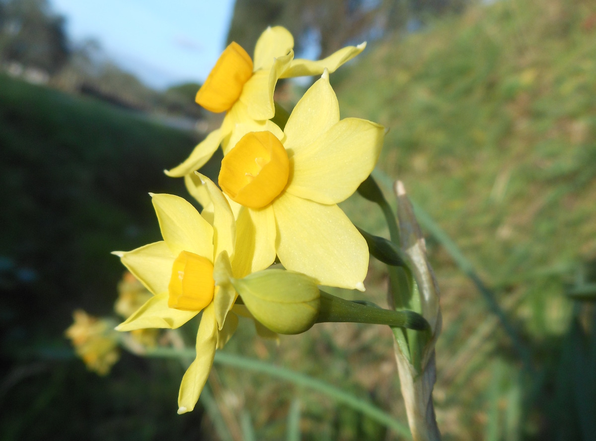 Narcissus tazetta L. subsp. aureus (Jord. & Fourr.) Baker